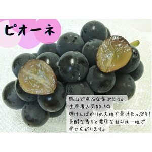 【2025年先行受付】訳あり岡山県産ピオーネ1.2kg【配送不可地域：離島】【1633343】