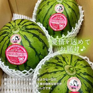 小玉スイカ　ピノ・ガール（1玉3kg前後×3玉）◇離島不可（北海道、沖縄本島は配送可能）◇2025年6月上旬頃～7月上旬頃に順次発送予定
