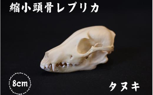 [8cm] タヌキ 縮小頭骨レプリカ  /  レプリカ 標本 コレクション プラモデル 動物標本 頭骨レプリカ 狸 たぬき フィギュア インテリア 模型 動物 博物館 骨格 ミニチュア 3Dプリント キーホルダー 【anf001】