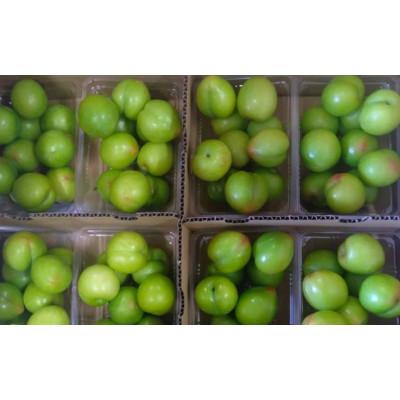 ふるさと納税 田辺市 先行予約 すもも(大石)900g(450g×2)※5月下旬〜順次発送予定【mtm010-2】 |  | 02