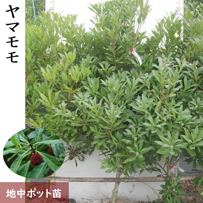 【ふるさと納税】大苗 ◇ ヤマモモ(山桃) (品種おまかせ)[地中ポット苗] 《果樹 果樹苗 落葉樹 苗木 瑞光 森口 やまもも》※北海道・沖縄・離島への配送不可 ※2025年10月中旬～12月頃、2026年4月上旬～2026年6月頃に順次発送予定