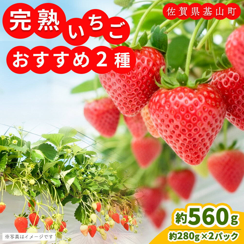 【ふるさと納税】【先行受付 2026年1月より発送】【農場直送！】いちご2品種食べ比べ(約280g×2P)【ふるさと納税 基山町産 いちご イチゴ 朝採れ 完熟果】K100009