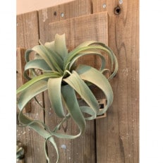 COBA(86)エアプランツ・キセロホルダー