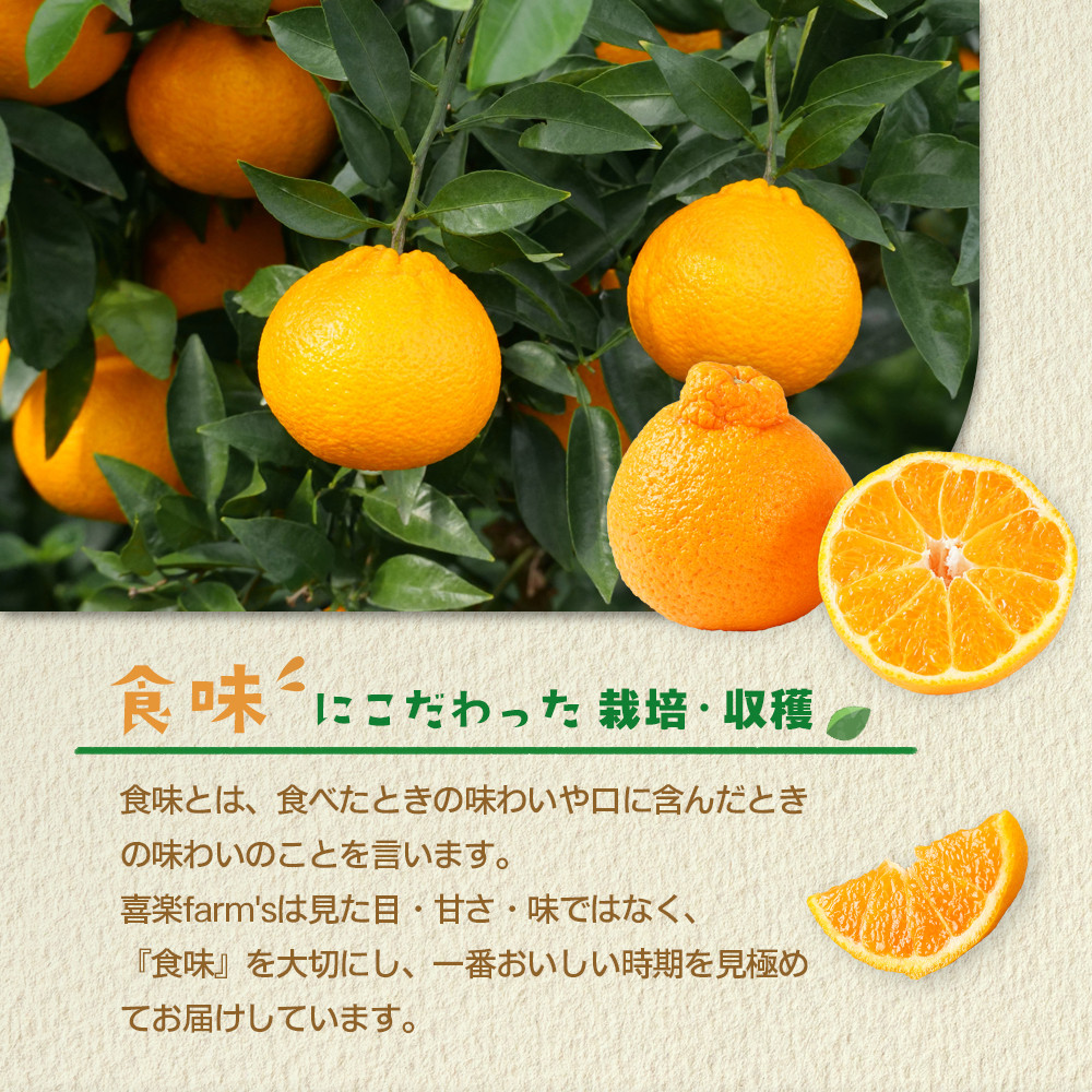 【産地直送】☆不知火☆家庭用☆約5kg 　AL10