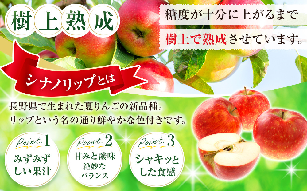 【2027年8月中旬～順次発送 先行予約】フルーツファーム中村農園　樹上熟成　シナノリップ 5kg | りんご シナノリップ  信州 林檎 果物 フルーツ 夏りんご 人気 おすすめ   ギフト 家庭用