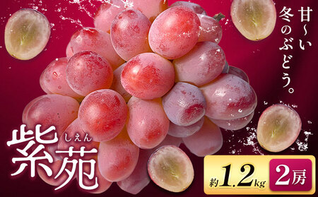 【先行予約】ぶどう紫苑 約1.2kg 2房 【配送不可地域あり】 株式会社藍《2026年11月上旬-12月上旬頃出荷》 岡山県 浅口市 岡山県産 ぶどう フルーツ 果物 くだもの しえん 赤ぶどう 送料無料