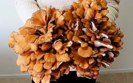 【6ヶ月定期便】長五郎 まいたけ ほぐし 300g×2 計3.6kg | まいたけ まいたけ まいたけ まいたけ まいたけ