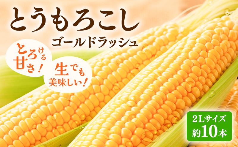 【2026年発送】富良野産 とうもろこし ゴールドラッシュ 約10本 コーン とうきび トウモロコシ 2Lサイズ 野菜 甘い BBQ 北海道 富良野 ふらの