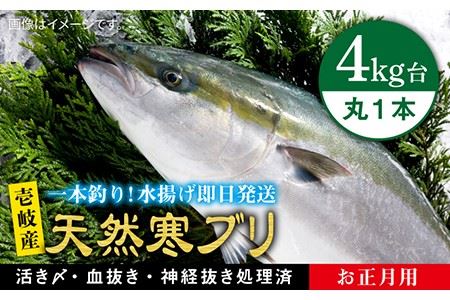 【11/1〜1/15お届け 年末年始用】天然 寒ブリ（ 4キロ台 丸もの ） 《壱岐市》【壱岐島　玄海屋】[JBS014]  魚 刺身 しゃぶしゃぶ 59000 59000円
