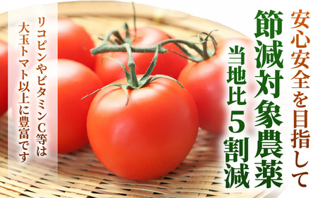 越のルビー（ミディトマト）中玉トマト 約2kg 2027年6月上旬以降発送 [A-19208]