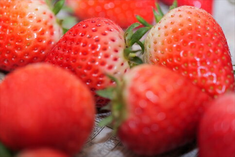 【ふるさと納税】丹波市産「夢丹（むーたん）いちご」4パック