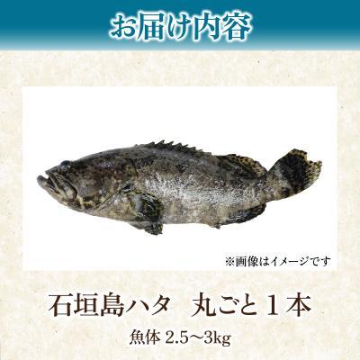 ふるさと納税 石垣市 石垣島 ハタ 丸ごと1本 | ミーバイ ヤイトハタ |  | 03