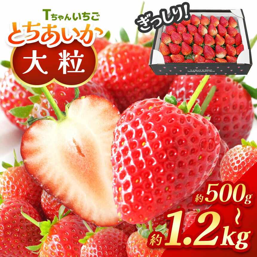 【ふるさと納税】ぎっしり とちあいか 訳あり 1.2kg 500g 大粒 ( サイズ 不揃い ) 定期便 3回＜選べる発送期間：1月上旬～3月下旬or4月以降＞｜ 苺 イチゴ ストロベリー 大きい 大粒 特大 旬 高級 産地直送 新鮮 果汁 甘い あまい 大容量 人気 栃木県 真岡市 送料無料