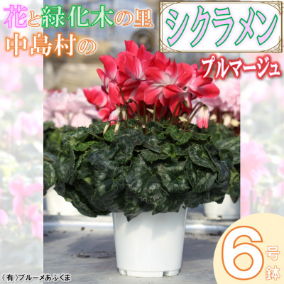 【先行予約】シクラメン6号鉢(プルマージュ)　ブルーメあぶくま【配送不可地域：離島・沖縄】【1494364】