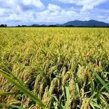 【令和8年産新米】 新潟県産 「従来こしひかり」 無洗米 30kg（5kg×6袋） 阿賀野市産 中島農場 精米 新潟県 米 こめ コメ お米 ごはん ご飯 農家直送 色彩選別済 新米 令和8年産 3R