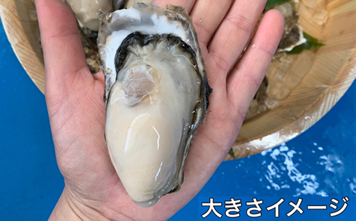 ＼先行予約／北海道 仙鳳趾名産 牡蠣 100g〜149g×25コ＋かきナイフ付き かき漁師直送 K1-1＜出荷時期：2024年10月1日ごろ〜順次出荷予定＞ ＜センポウシ : 釧路町の東 厚岸湾の西 