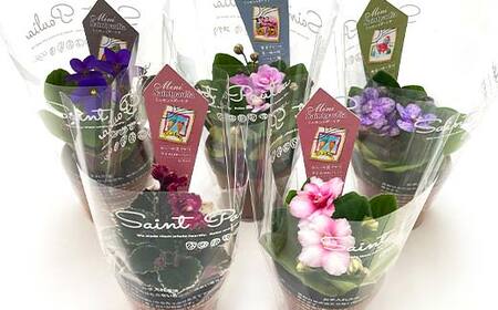 お部屋で楽しむセントポーリア5鉢セット（予約販売 2026年3月・4月にお届け） 花 はな 栽培 インテリア 岐阜県 坂祝町 さかほぎ F6M-295