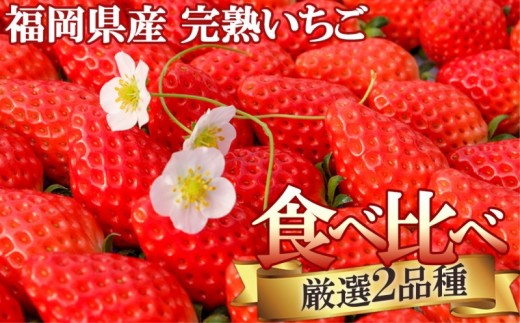 いちごの宝石箱 ギフトに最適 2パック 化粧箱入り いただきFARM 厳選2品種 赤いちご 農家直送 食べ比べ  ギフト 贈り物 贈答用 いちご 苺 かおりの おいCベリー ほしうらら さがほのか 章姫