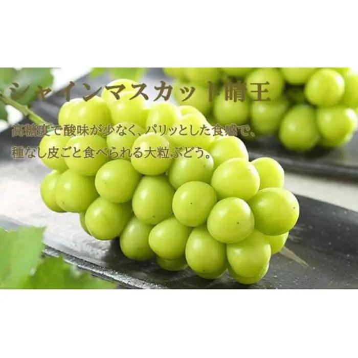 ぶどう 2026年 ニュー ピオーネ 1房 約500g シャインマスカット 晴王 1房 約500g 詰め合わせ 葡萄  岡山県産 国産 フルーツ 果物 ギフト | シャインマスカット