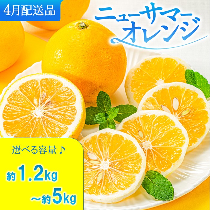 【ふるさと納税】福岡柑橘王国.ニューサマーオレンジ（約1.2kg～約5kg）／2027年4月配送（選べる容量） 数量限定 日向夏 小夏みかん 果物 旬 季節 果物