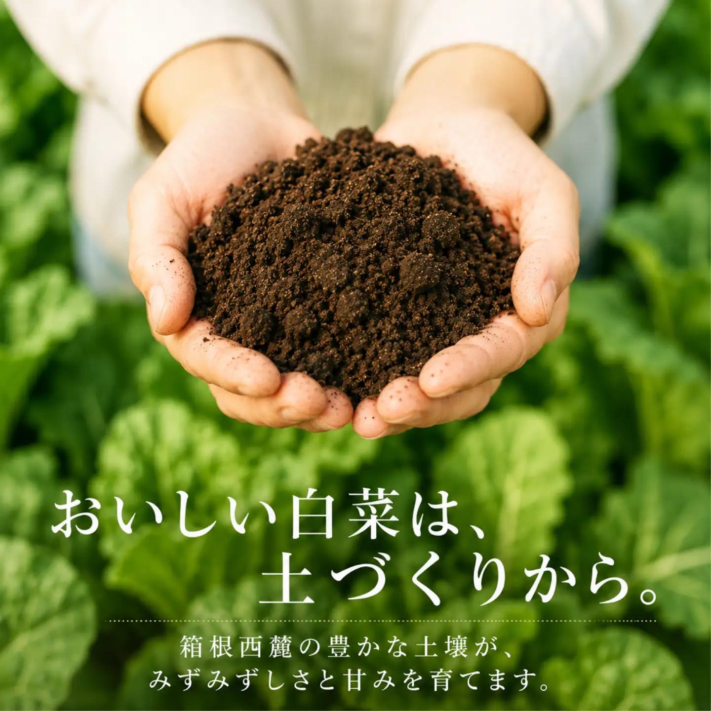 ミニ 白菜 5～8玉 はくさい ハクサイ 鍋 甘い おいしい オススメ サラダ 野菜 のうみんず 静岡県 三島市 【先行予約2026年11月上旬より順次発送】 