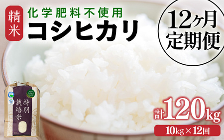 【先行予約】【令和7年産】定期便 ≪12ヶ月連続お届け≫  化学肥料不使用 特別栽培米 コシヒカリ 精米 10kg × 12回（合計120kg）※2025年10月上旬より順次発送 [aw010-p002]