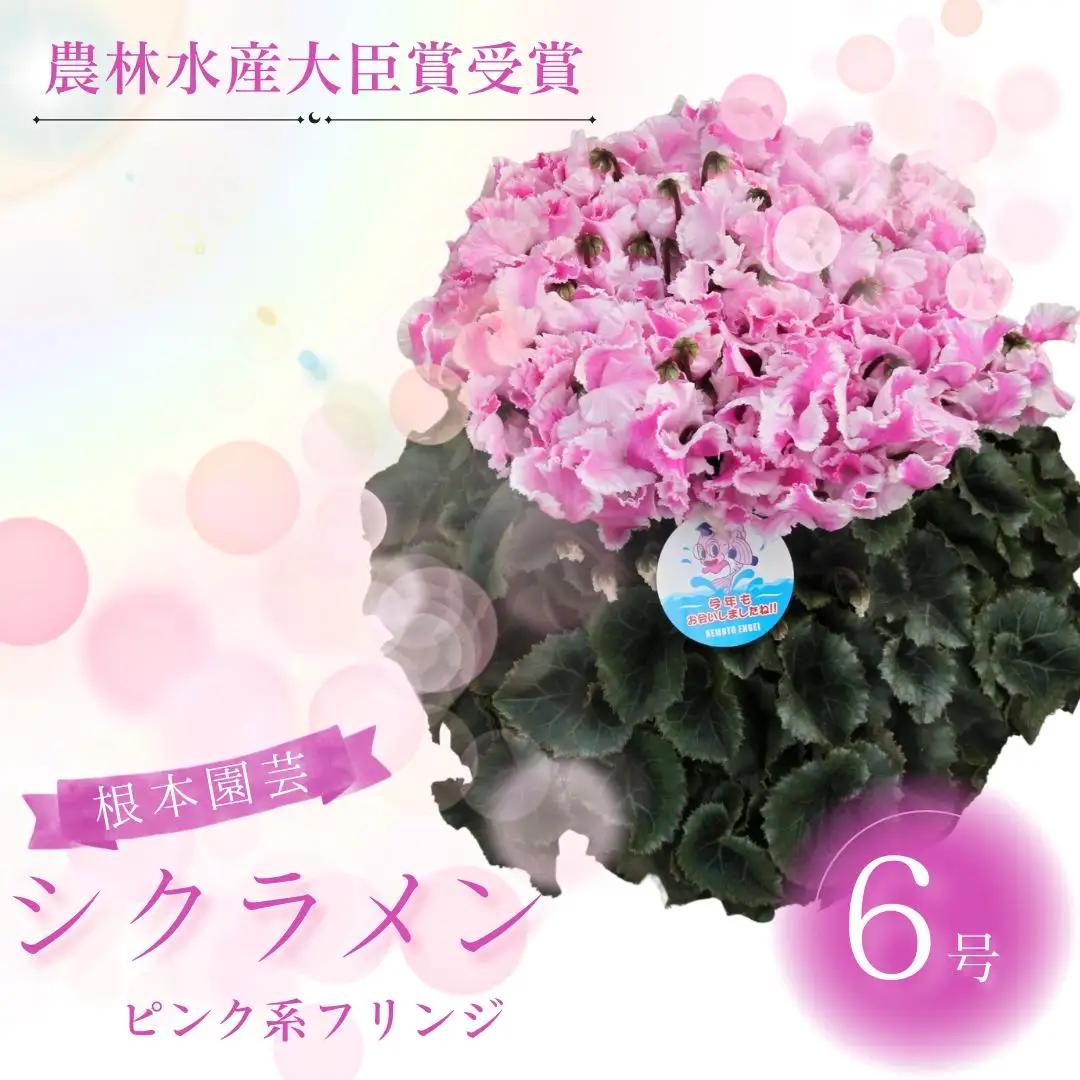【先行予約】シクラメン ピンク系 フリンジ 6号鉢 根本園芸 | シクラメン 農林水産大臣賞