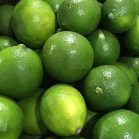 【産直】和歌山産グリーンレモン約3kg(サイズ混合)【日高町】【1217457】