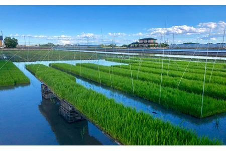 No.301 特別栽培　彩のかがやき　精米５kg