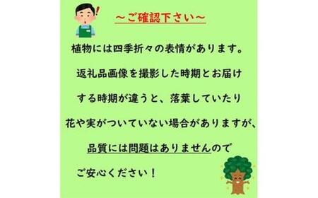 おしゃれなカラーリーフ  水色系青葉品種  フォッサギラ  ブルーシャドー〈プラス樹〉