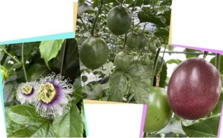 【 6月下旬～8月初旬 先行予約 】種子島 かわもと農園 パッションフルーツ サマークイーン (12個)　NFN439【300pt】