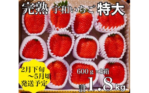 
【農家厳選】かんちゃん農園　特大サイズおばけいちご　約1.8kg　新鮮朝採り　宇和いちご
