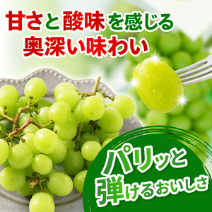 先行予約 定期便 令和8年産 大玉 シャインマスカット 2房 × 2回