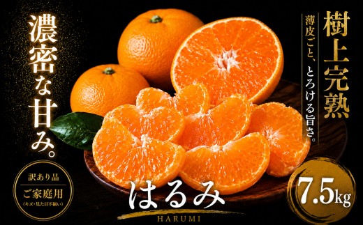 ＜果粒の旨み 愛媛県産はるみ 合計約7.5kg＞『2027年2月上旬～3月下旬迄に順次出荷予定』 訳あり 濃厚 ぷちぷち食感 ミカン 蜜柑 ご家庭用 果汁 果物 くだもの フルーツ オレンジ 柑橘 人気柑橘 特産品 極尽道 愛媛県 西予市 【常温】