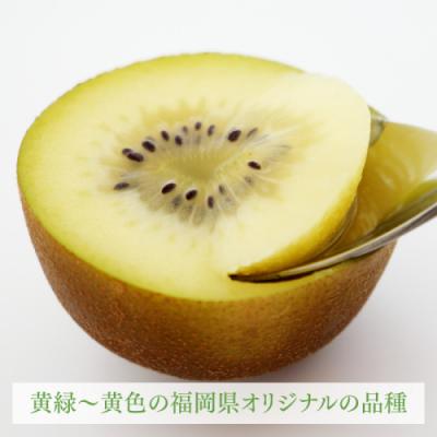 ふるさと納税 新宮町 直送.人気の新ブランドキウイフルーツ(甘うぃ)約3kg/2026年11月配送【甘うぃ】.AD221 |  | 01