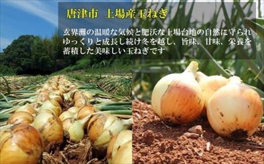 上場産玉ねぎは自然に守られゆっくりと成長し続け冬を越し、旨味、甘味、栄養を蓄積した美味しい玉ねぎです。