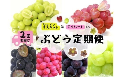 
                  【2回定期便】＜2026年先行予約＞シャインマスカット＆マイハート入り 新鮮ぶどう定期便 2.4kg ４～６房 ぶどう 葡萄 シャインマスカット マイハート ピオーネ サニードルチェ 瀬戸ジャイアンツ 贈答 果物 フルーツ 新鮮 人気 数量限定 定期便 林ファミリー【hfbd-tkb005-02】
                