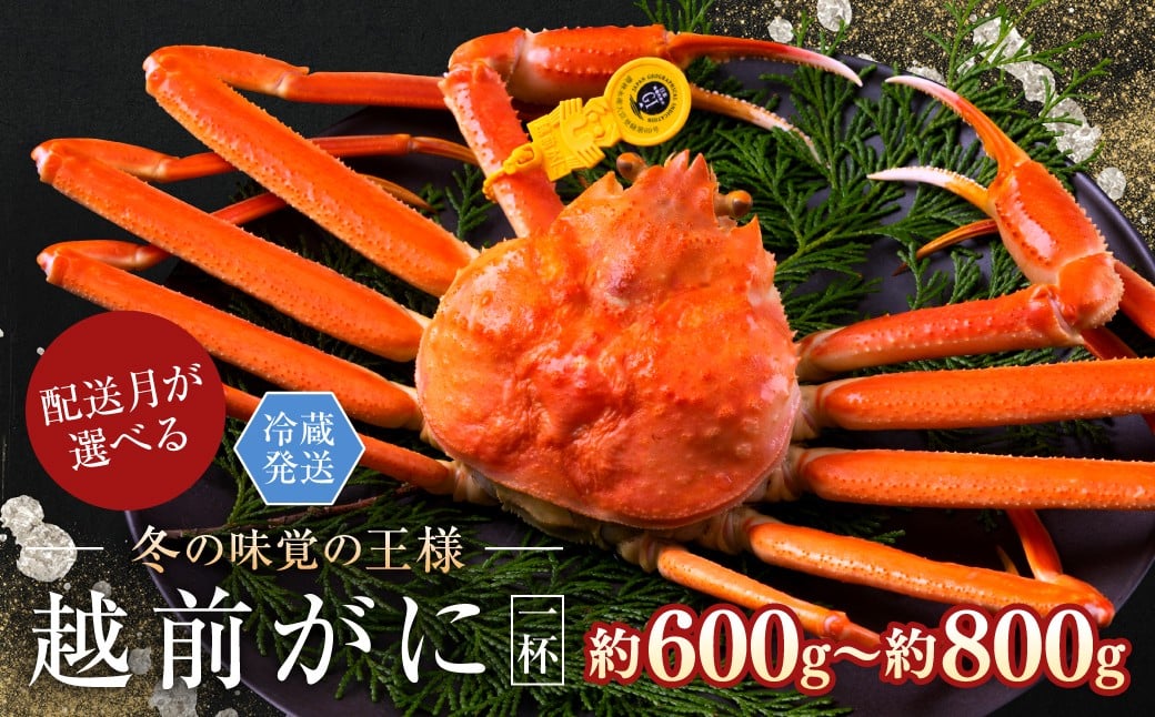 
            【月指定可】越前がに（オス）「ずわいがに」中サイズ（600g～800g） 1杯
          