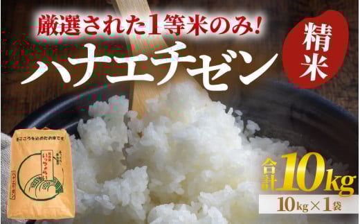 【令和6年産】【一等米】ハナエチゼン 精米 10kg ×1袋《発送直前精米！》  ／ 米 10キロ 福井県産 ブランド米 ご飯 白米 お米 コメ 新鮮 大賞 受賞 [aw012-b006]