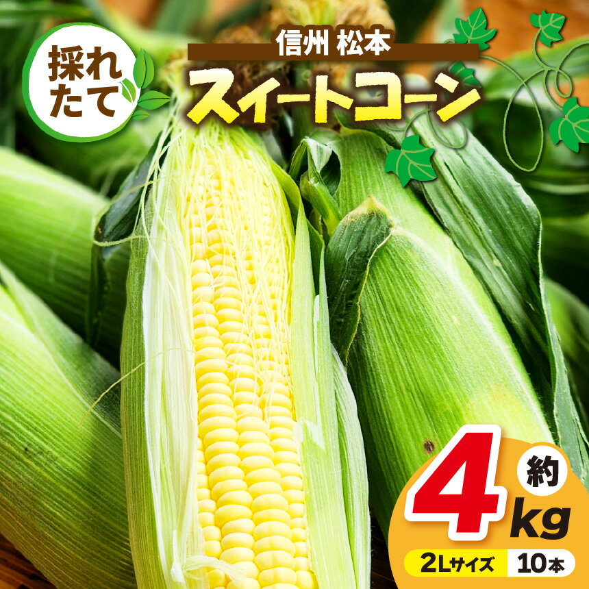【ふるさと納税】【先行受付：2026年発送】信州産 採れたてスイートコーン 約4kg(2Lサイズ10本)｜ふるさと納税 信州 松本 松本市 信州産 長野県 スイートコーン コーン 採れたて とうもろこし 甘い