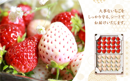 お祝いに贈り物に『幸せの紅白いちご』（赤・白シート入り各約300g　計約600g）