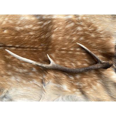 ふるさと納税 西興部村 エゾシカの角(1本)