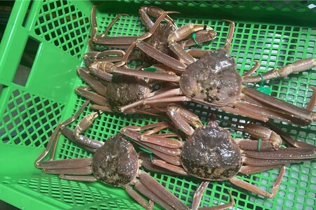 間人漁港仲買人の丸友鮮魚三代目・自慢の間人ガニ【活】生・訳アリ・間人ガニ（ズワイガニ　松葉ガニ）[400～600g×4匹]