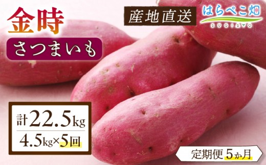 【定期便5ヶ月】さつまいも 金時 4.5kg・H133