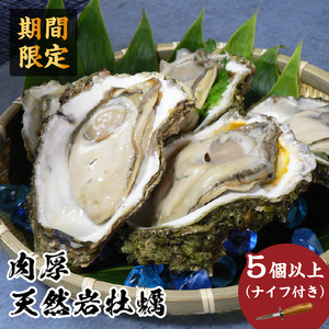 先行予約 秋田の肉厚な天然岩牡蠣（岩ガキ 5個以上）※ナイフ付き かき カキ 秋田県 にかほ市産 天然 岩牡蠣  殻付 牡蠣 海産物 魚介類 海鮮