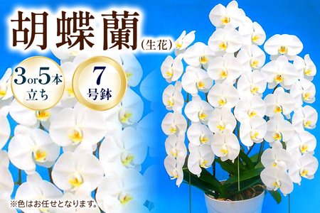 【3~5本立ち7寸】生産農家直送！胡蝶蘭 1鉢【足柄金太郎洋蘭園】開成町 胡蝶蘭 洋蘭 胡蝶蘭 蘭 お花 胡蝶蘭 生花 胡蝶蘭 鉢花 鉢 [BDAB009]