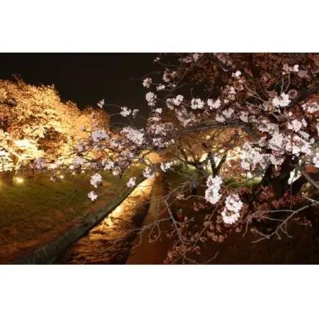 【返礼品なし】高田千本桜や大和高田市内の都市公園などの桜への寄附　1口:5,000円