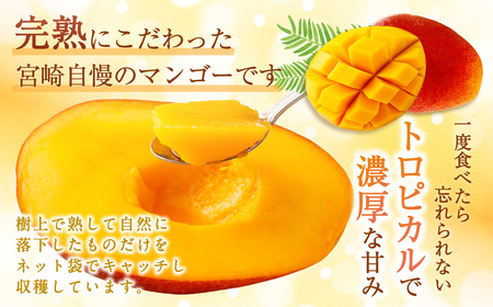＜宮崎県産 完熟マンゴー 2L×2玉＞ ※2026年5月上旬～7月中旬までに順次出荷 【DM-f-001】マンゴー 果物 くだもの フルーツ 完熟 南国