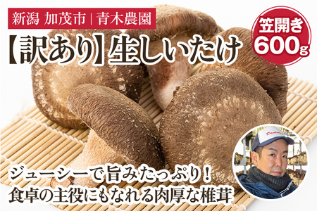 【訳あり】生しいたけ 笠開き 約600g（12～22個）《10月中旬から順次発送》 品評会で金賞受賞！ きのこ 訳あり しいたけ 椎茸 特大 食べ応えある大きさ 肉厚で旨味たっぷり！ 加茂市 青木農園