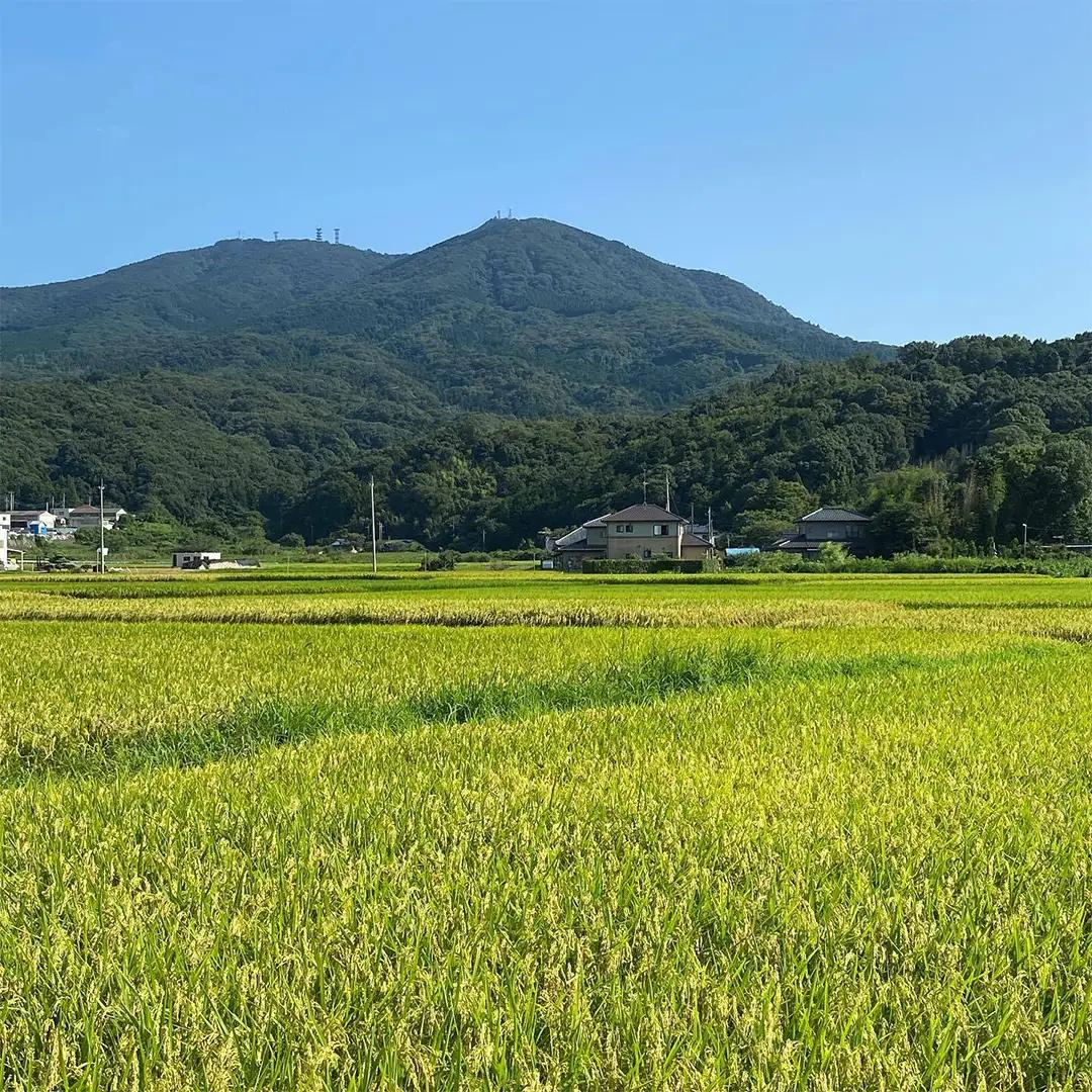 《 令和7年産 先行予約 》 コシヒカリ 「幻の米 羽鳥米」 5kg (5kg × 1袋) 筑波北麓秘蔵米 お米 ごはん 精米 コメ 白米 国産 茨城県 桜川市 限定 期間限定 数量限定 銘柄米 [A